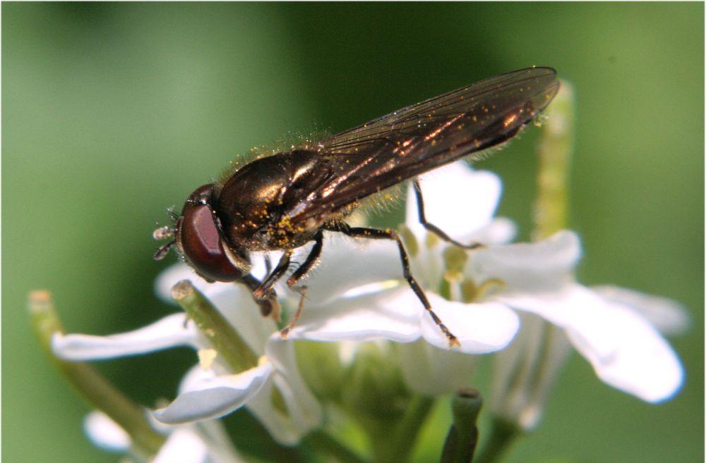 Fliege auf Blume :-)