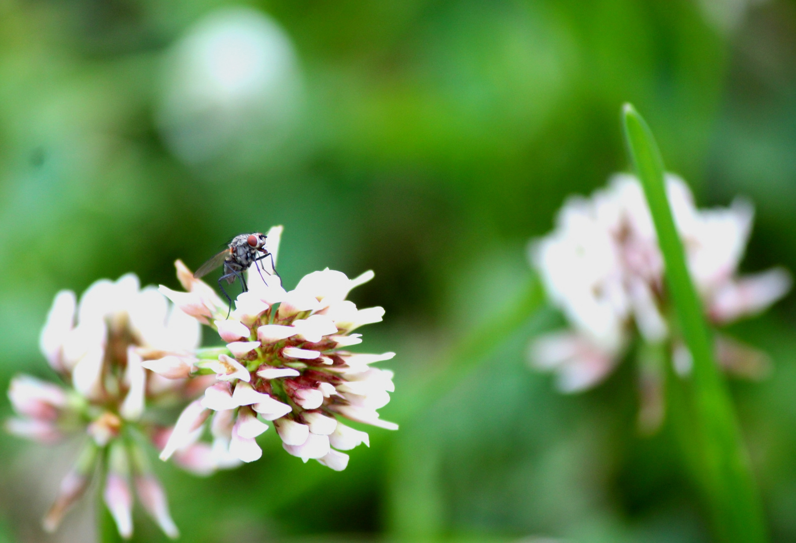 Fliege auf Blume