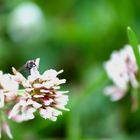 Fliege auf Blume