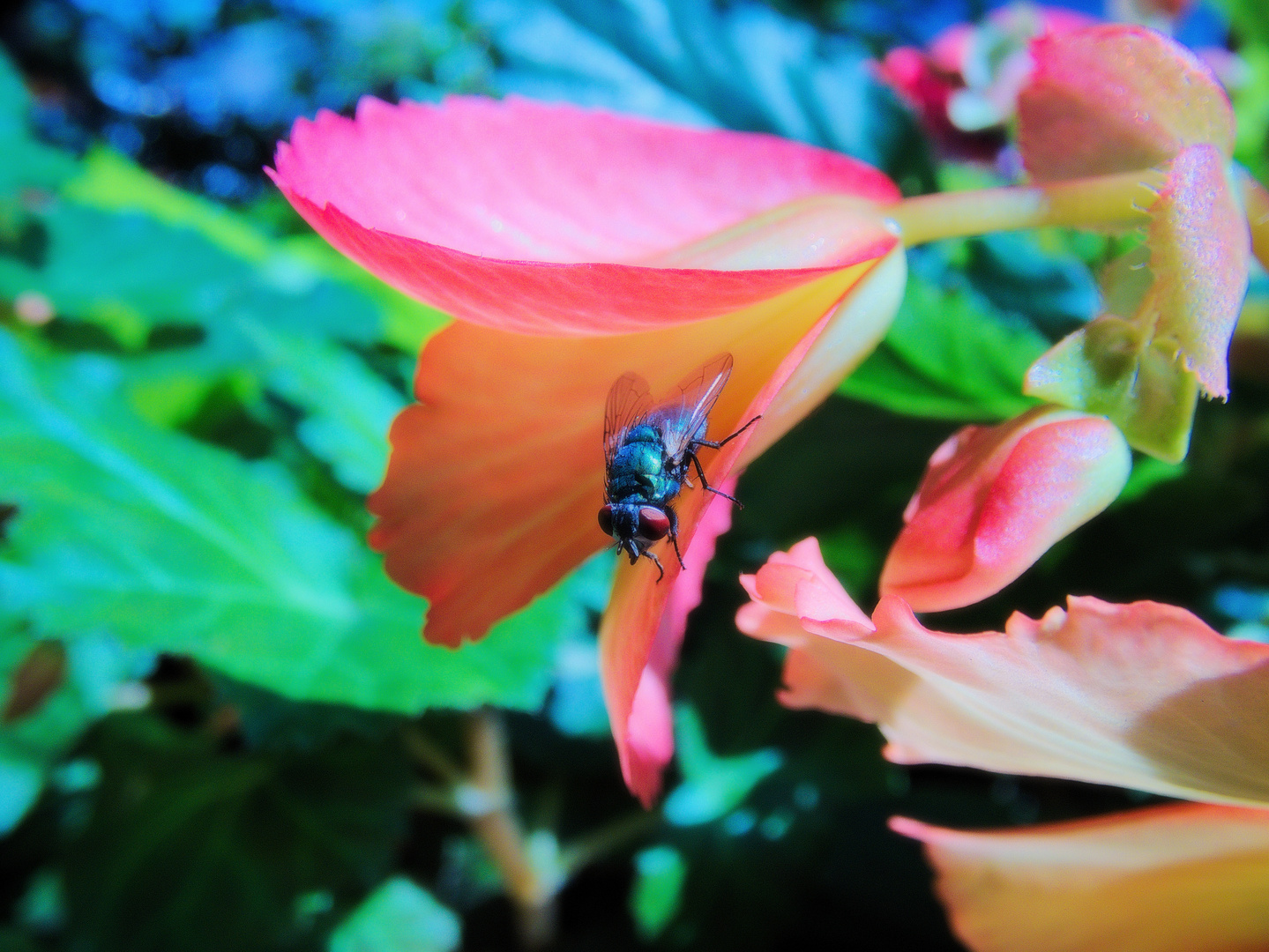 Fliege auf Blume - ganz bunt