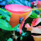 Fliege auf Blume - ganz bunt