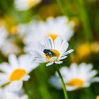 Fliege auf Blume im Garten