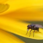 Fliege auf Blume mit Kaugummi