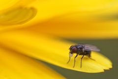 Fliege auf Blume mit Kaugummi