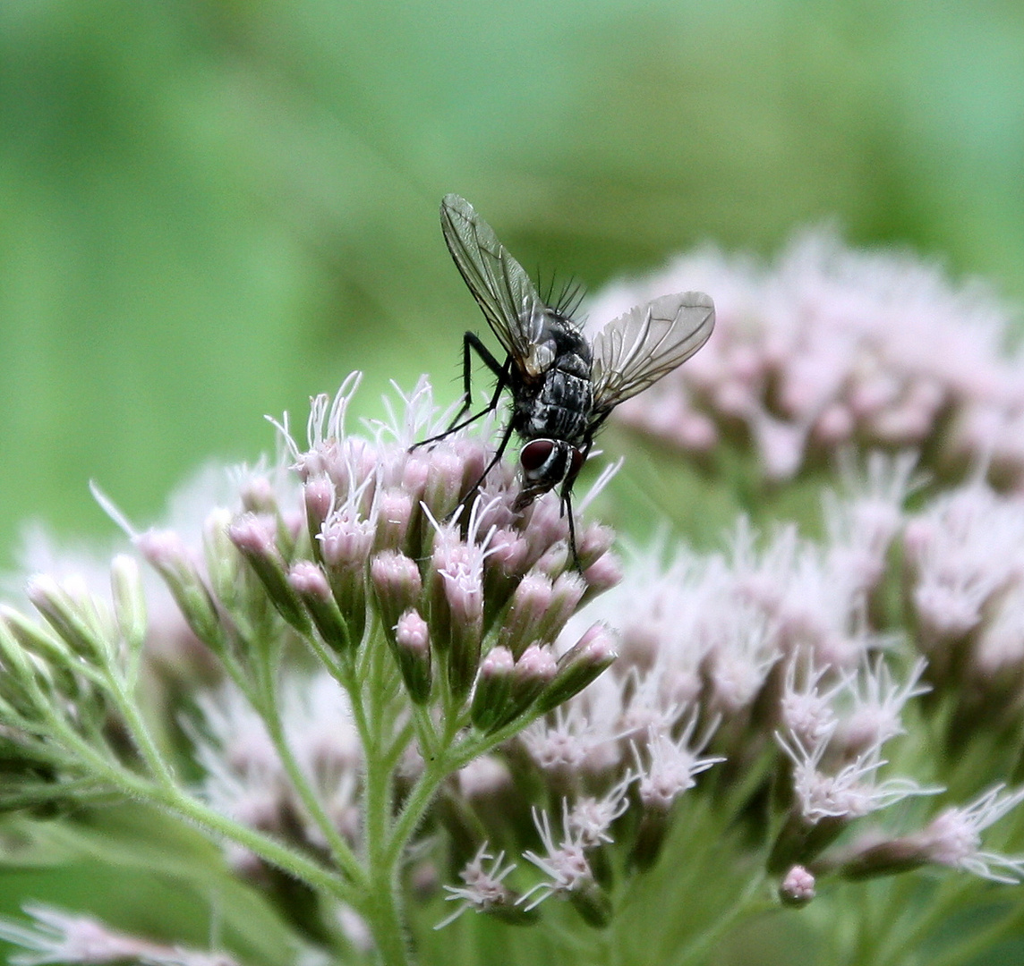 Fliege auf Blume Teil 2