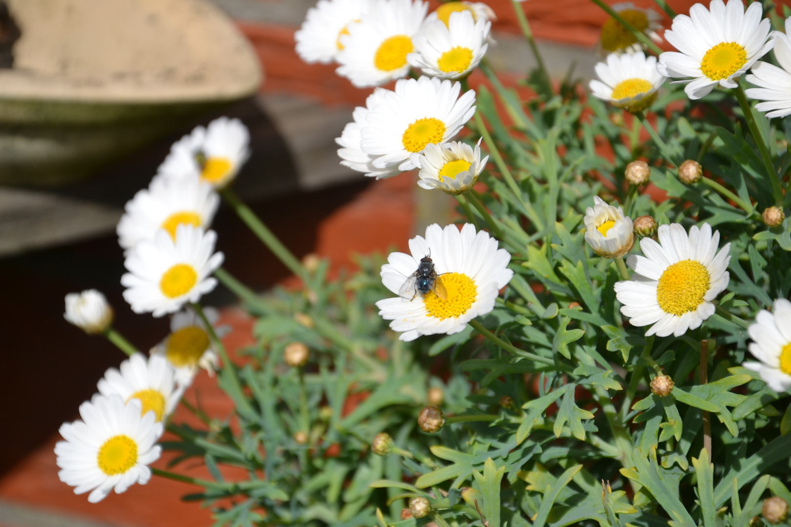 Fliege auf Blumen