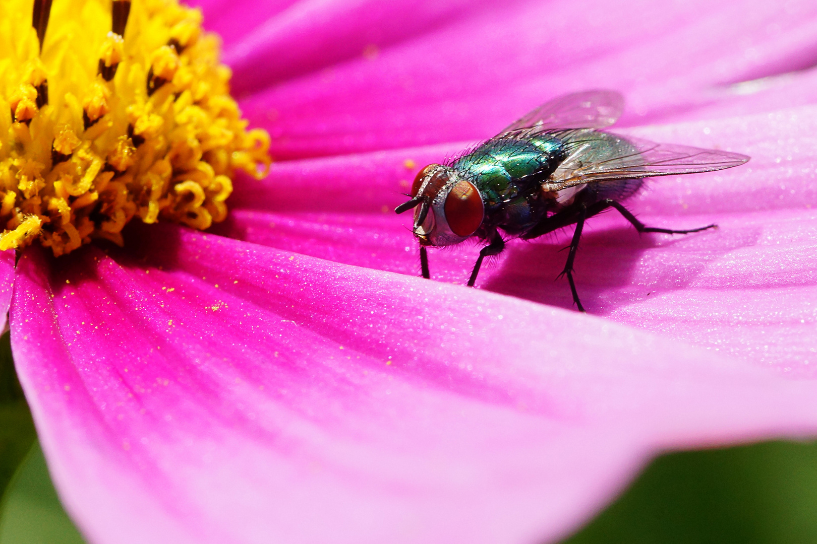 Fliege auf Blumenpracht