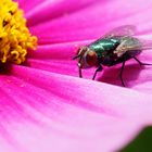 Fliege auf Blumenpracht