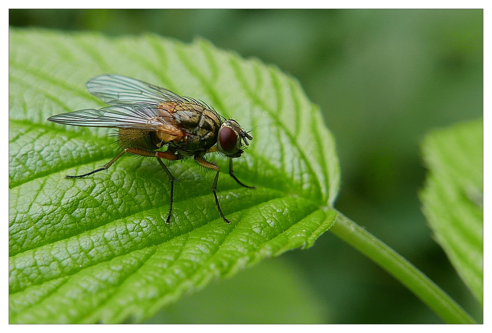 Fliege auf Brombeerblatt.