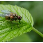 Fliege auf Brombeerblatt.