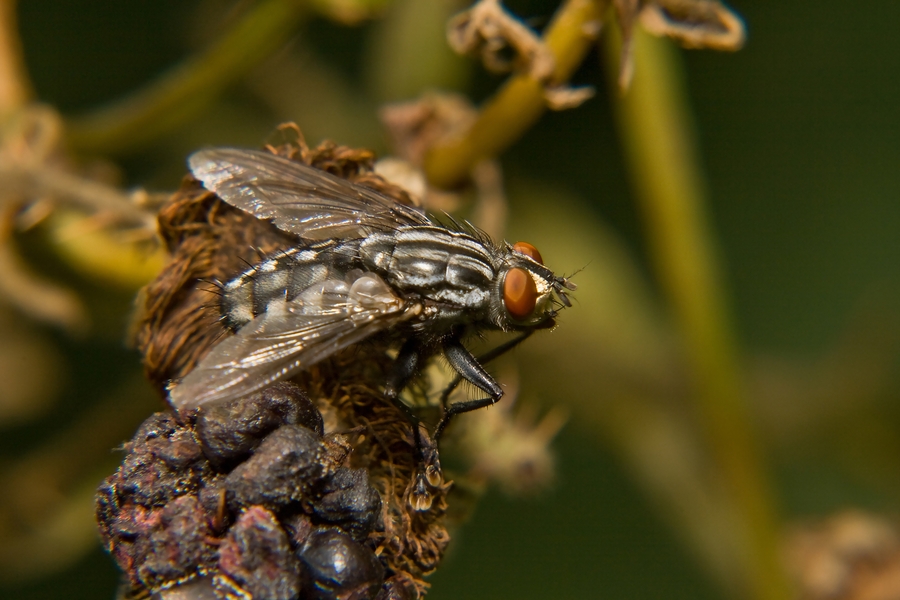 Fliege auf Brombeere