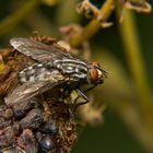 Fliege auf Brombeere