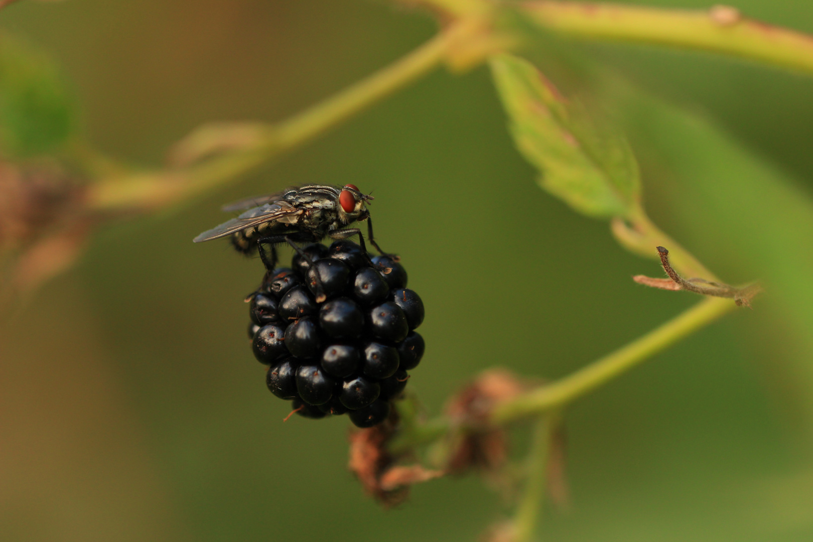 Fliege auf Brombeere