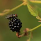 Fliege auf Brombeere