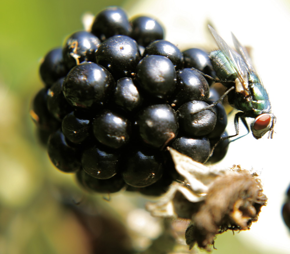 Fliege auf Brombeere