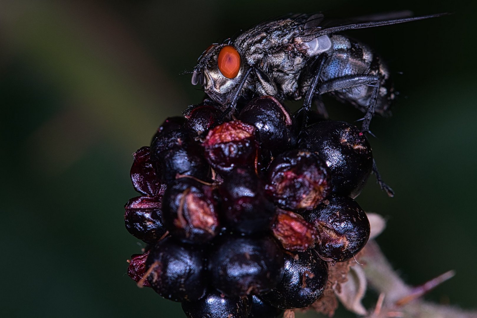 Fliege auf Brombeere