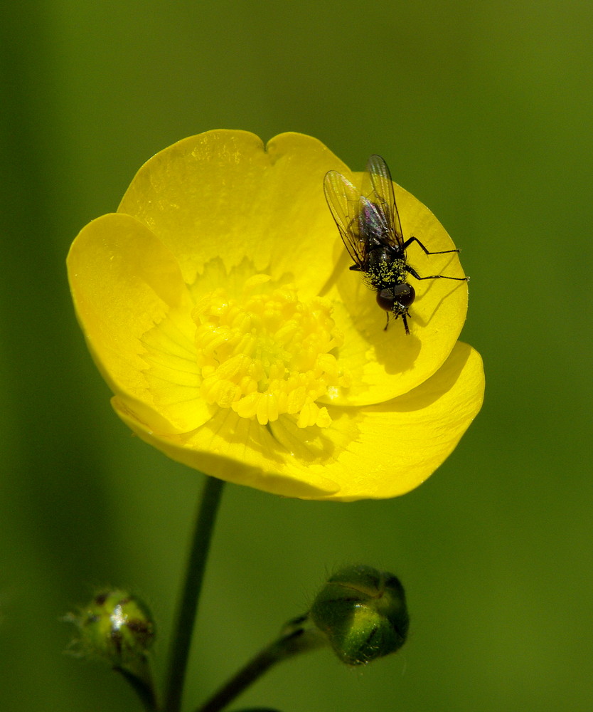 Fliege auf Butterblume