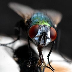 Fliege auf Chrystal Meth