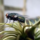 Fliege auf Clematis