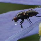 Fliege auf Clematis hat Schnupfen