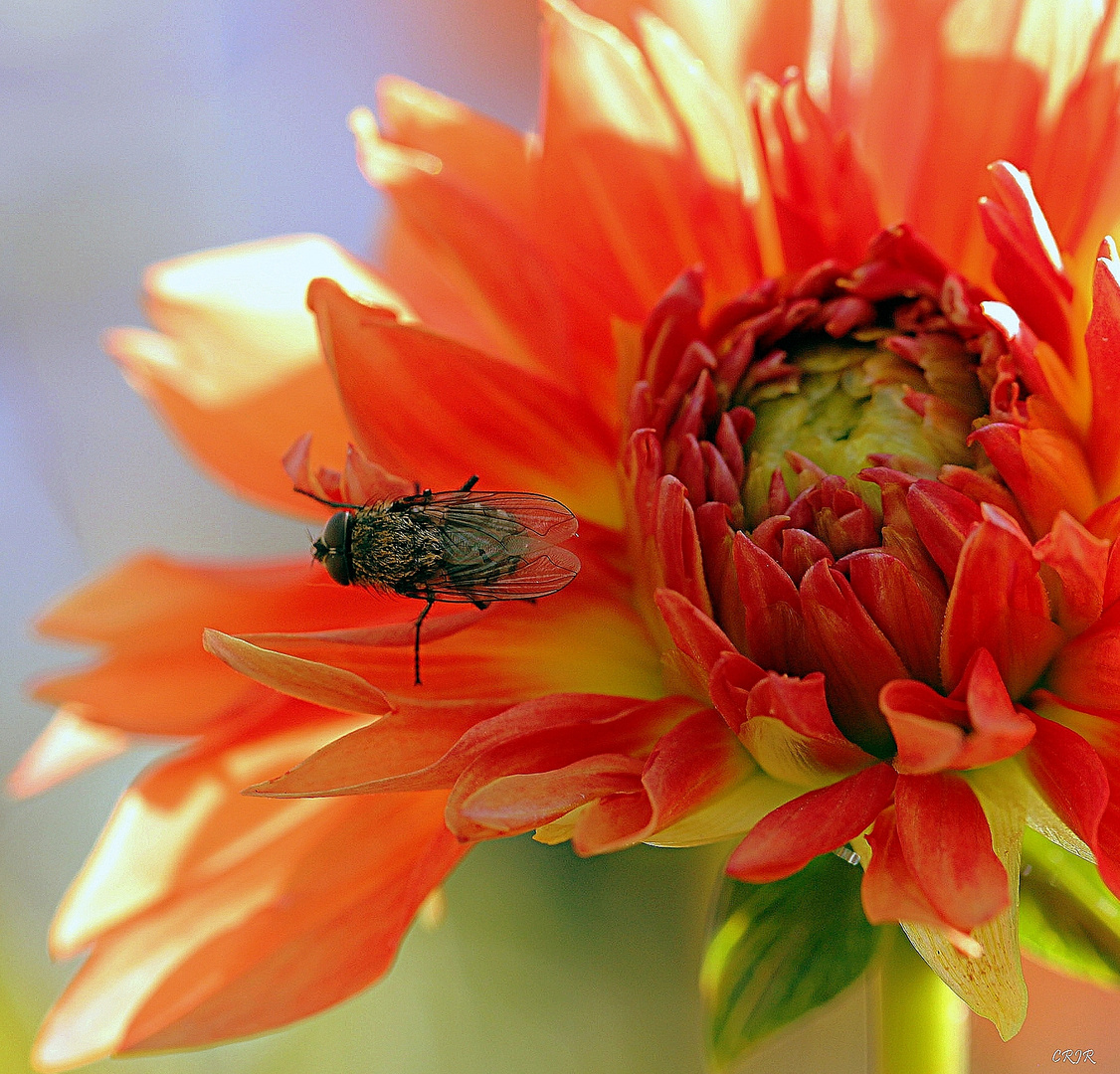 Fliege auf Dahlie