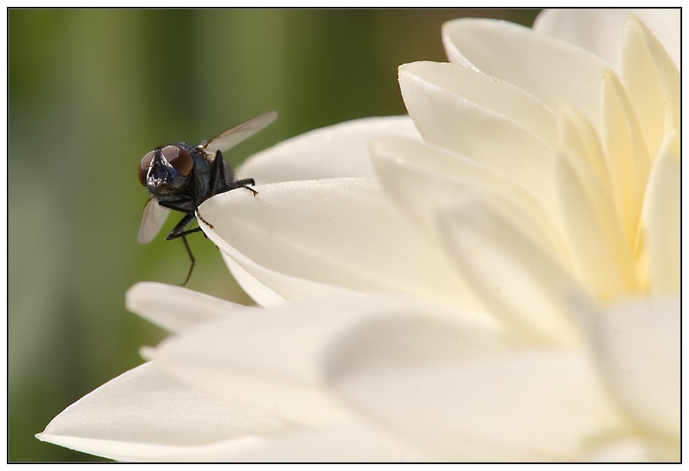 Fliege auf Dahlie