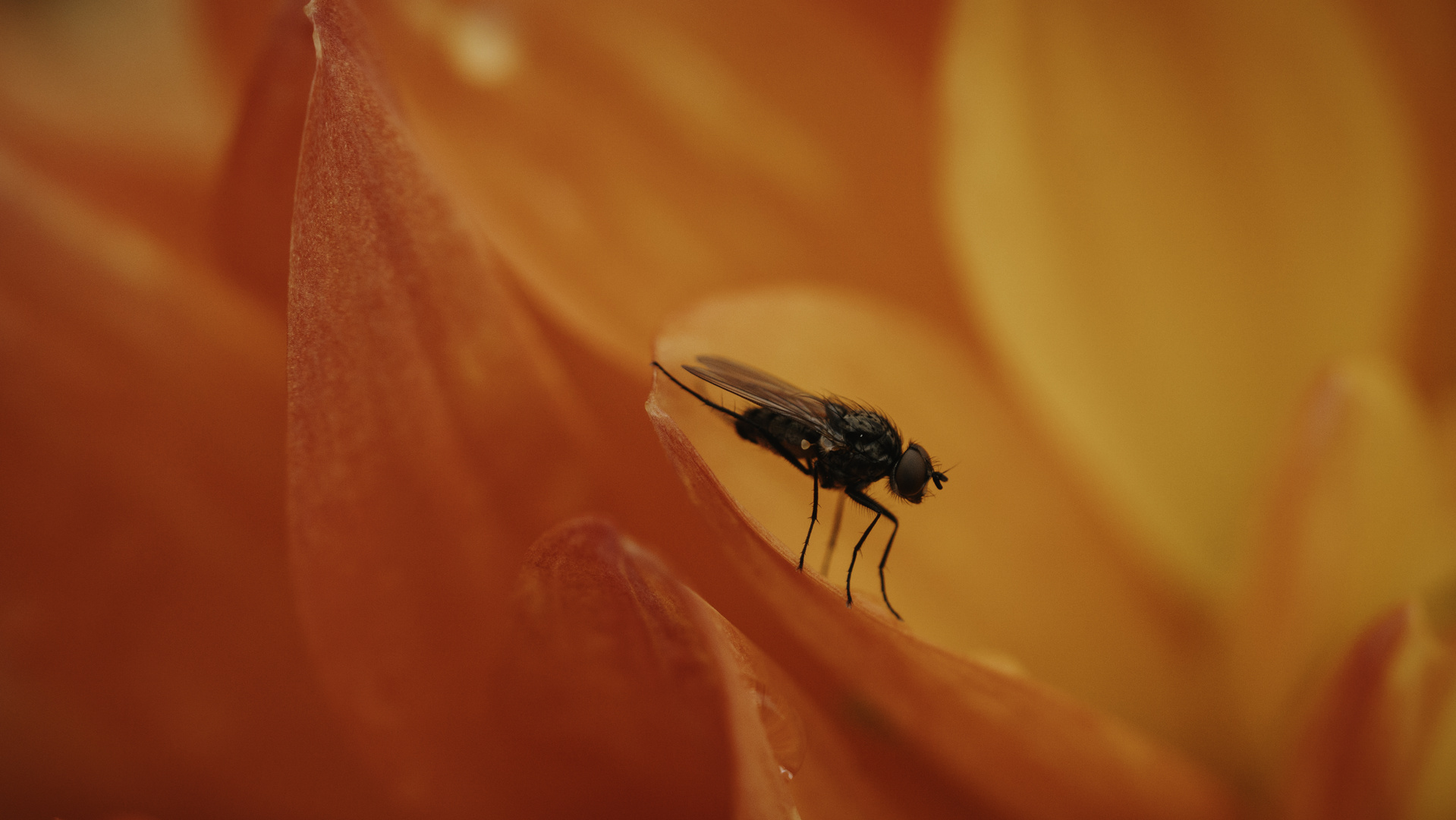 Fliege auf Dahlie