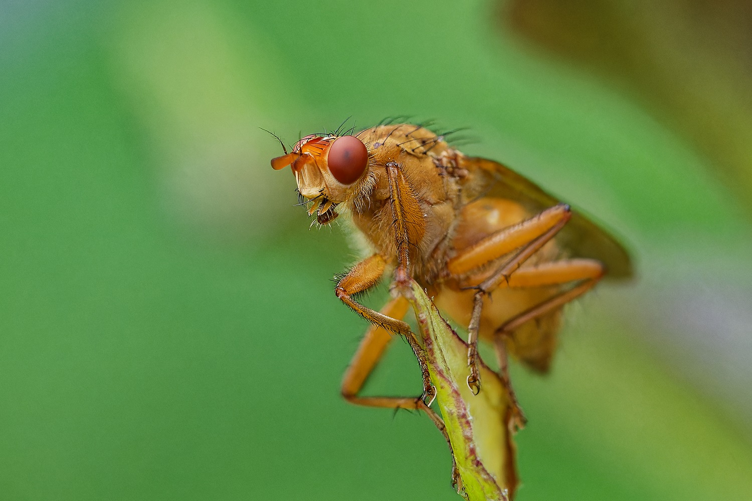 Fliege auf dem Ausguck