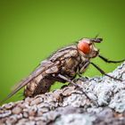 Fliege auf dem Balkon