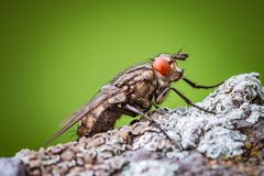 Fliege auf dem Balkon