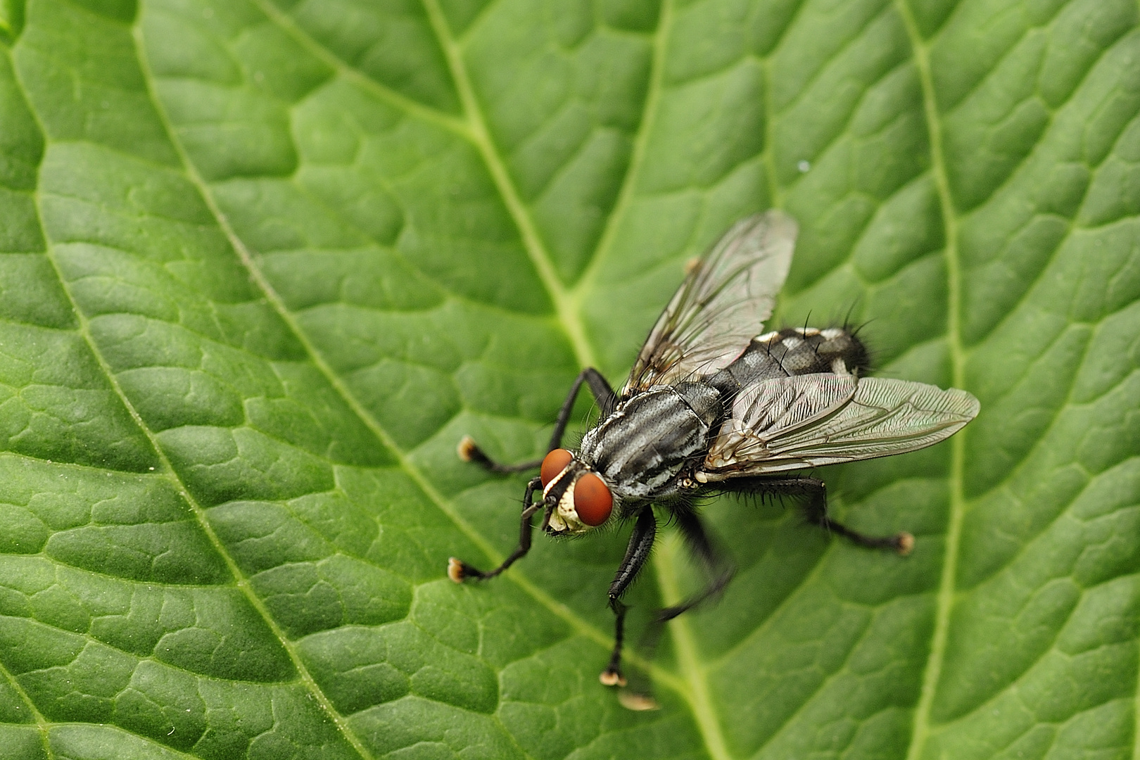 Fliege auf dem Blatt