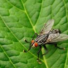 Fliege auf dem Blatt