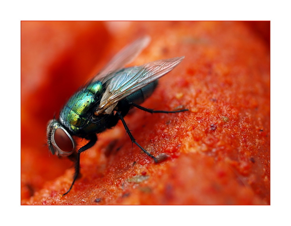 Fliege auf dem Grillfleisch.....