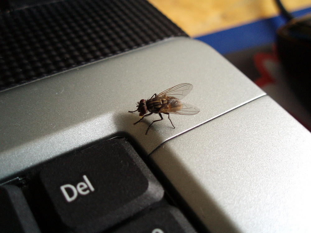 Fliege auf dem Laptop