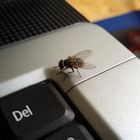 Fliege auf dem Laptop