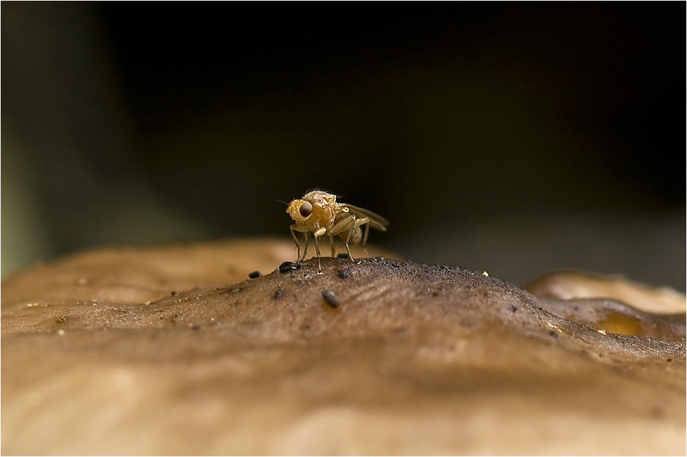 Fliege auf dem Mond