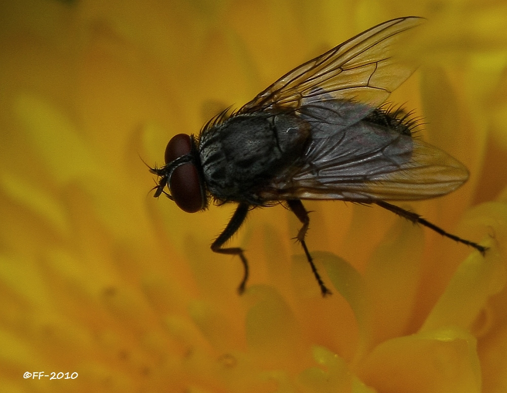 Fliege auf dem Osterstrauß :-)