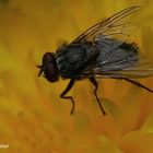 Fliege auf dem Osterstrauß :-)