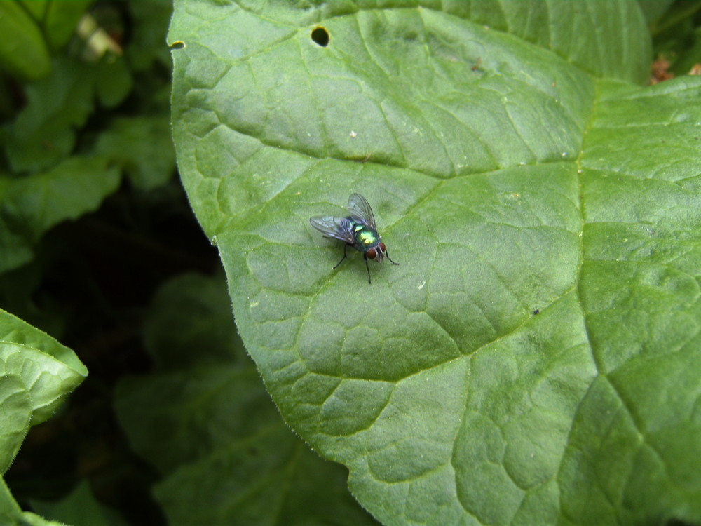 Fliege auf dem Rabarbarblatt