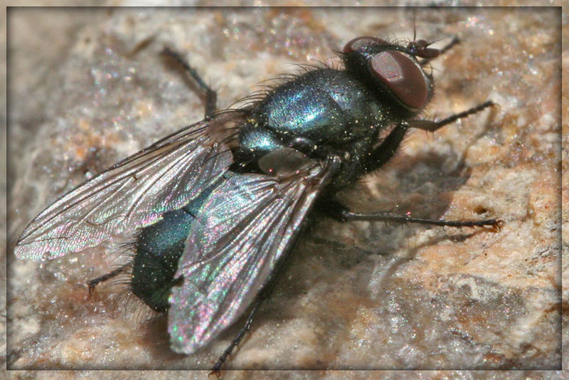 Fliege auf dem Stein