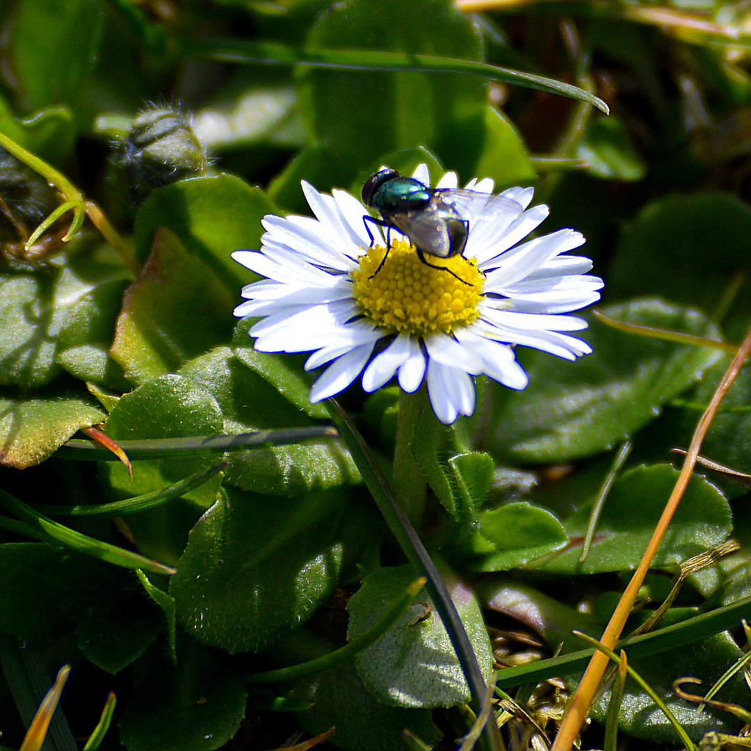 Fliege auf dem Stiefmütterchen