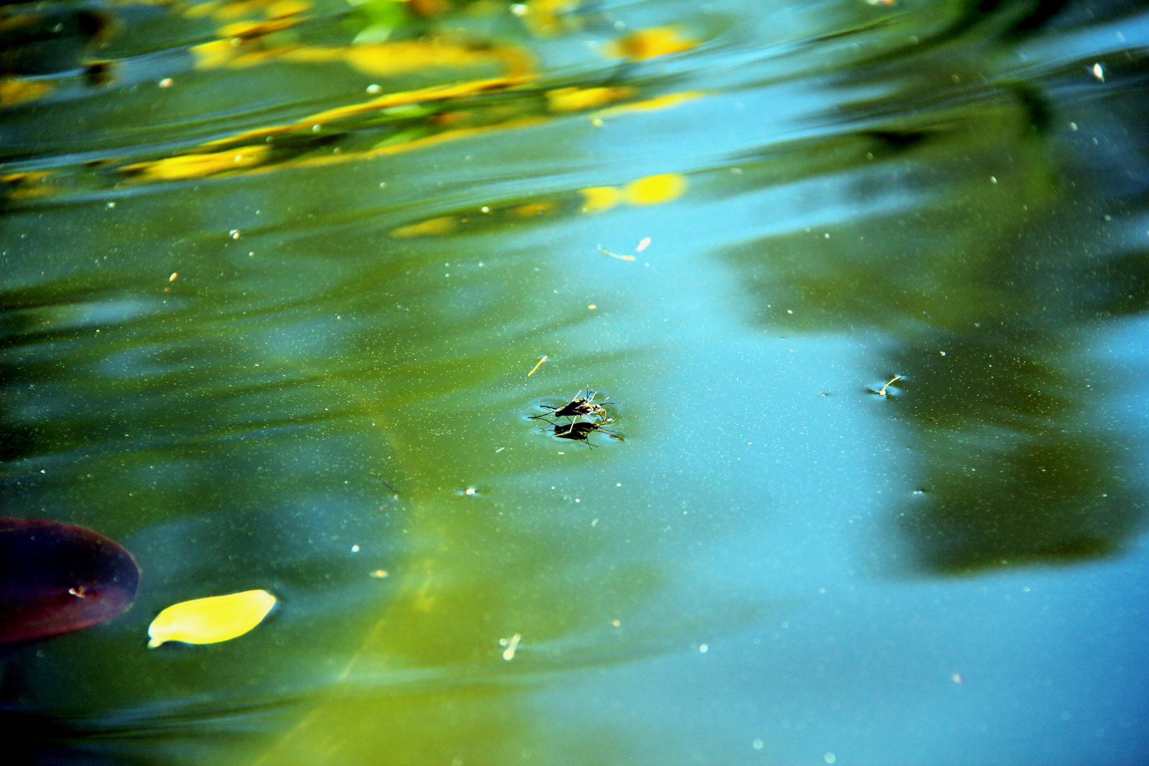 Fliege auf dem Teich