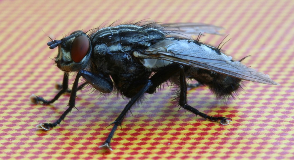 Fliege auf dem Terrassentisch