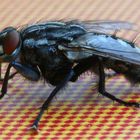 Fliege auf dem Terrassentisch