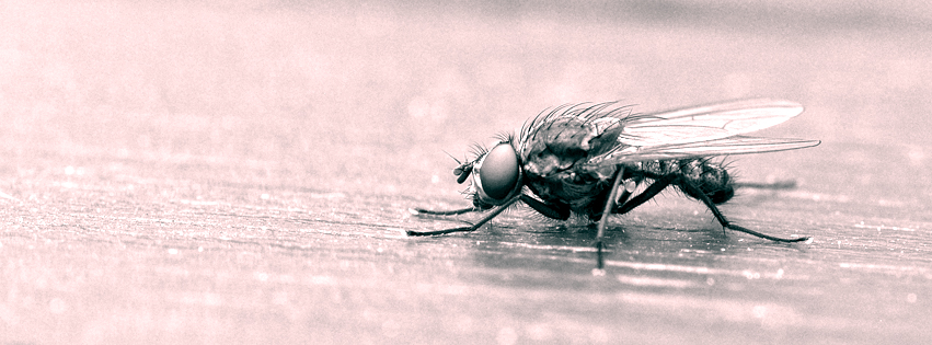 Fliege auf dem Tisch eine Fliege