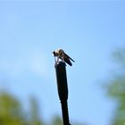 Fliege auf der Antennenspitze