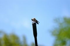 Fliege auf der Antennenspitze