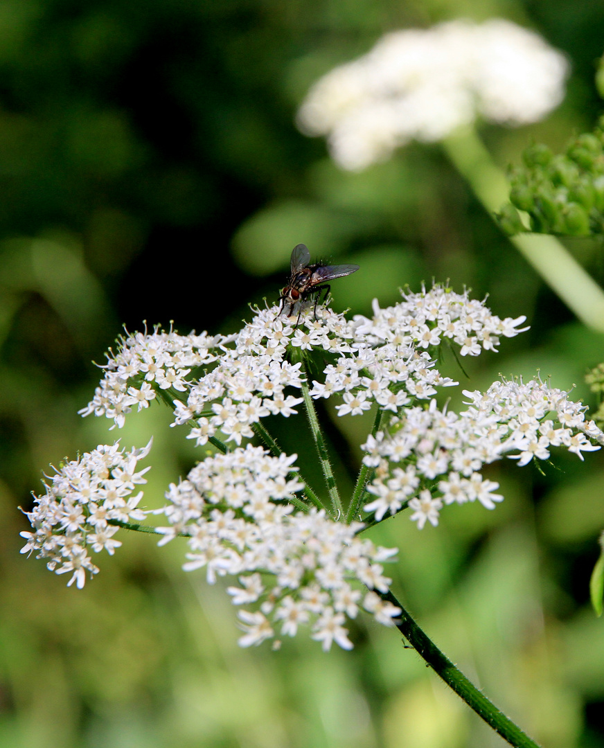 Fliege auf der Blüte