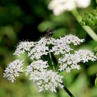 Fliege auf der Blüte