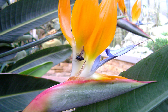 Fliege auf der Blume